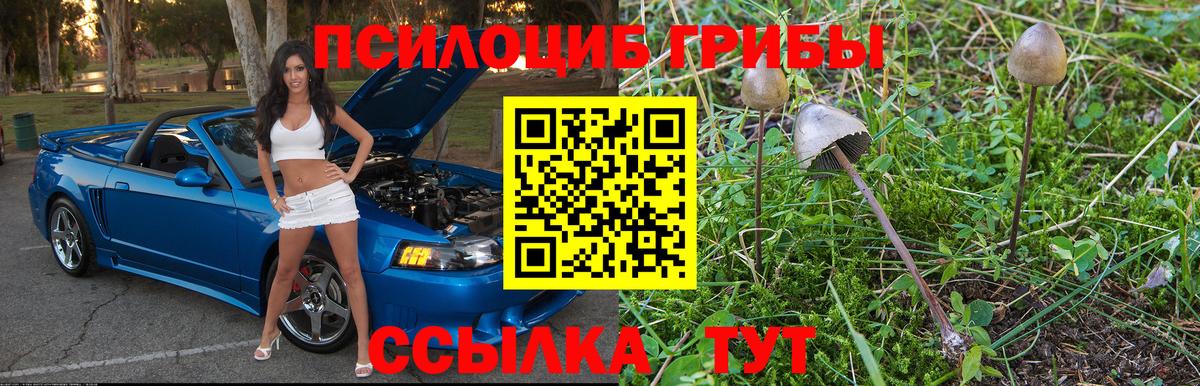 Тара  Галлюциногенные грибы GOLDEN TEACHER  Вход с VPN 